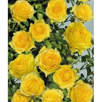 Róża pnąca żółta Golden Climber 3L