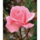 Róża wielkokwiatowa różowa Queen Elizabeth 3L