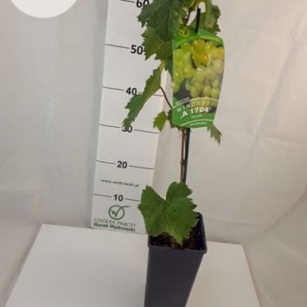 Weinrebe A 1704 (kemlos) 2L