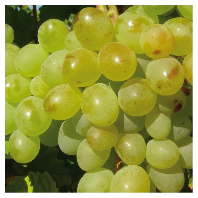 Weinrebe A 1704 (kemlos) 2L