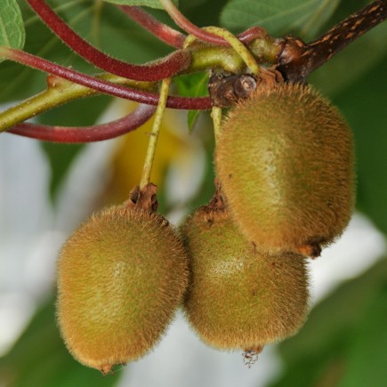 Fuzzy Kiwifruit Jenny...