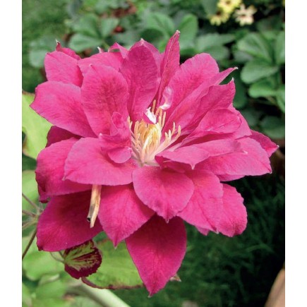 Clematis Red Star 1L