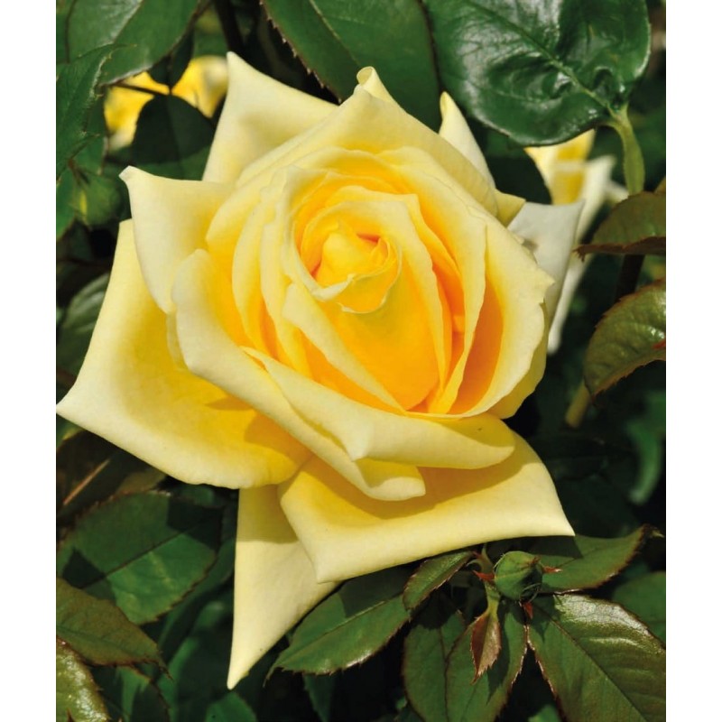 Róża wielkokwiatowa Landora żółta 3L