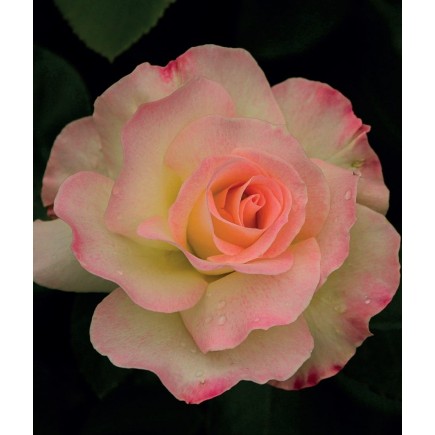 Роза Бело-розовая  Дизе 3L
