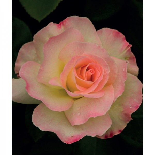 Róża wielkokwiatowa różowo-biała Desse 3L