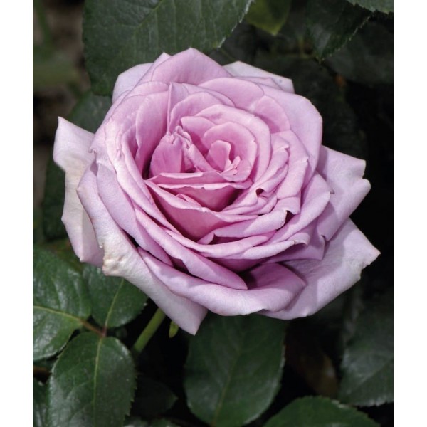 Róża wielkokwiatowa niebiesko-fioletowa Blue Moon 3L