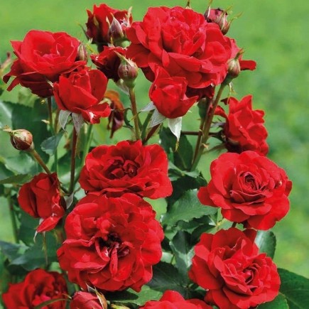 Rose Nina 3L