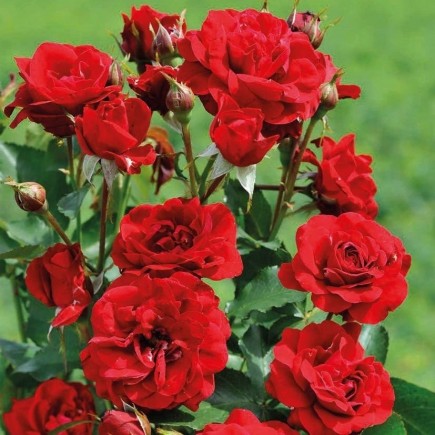 Роза Красная Нина 3L