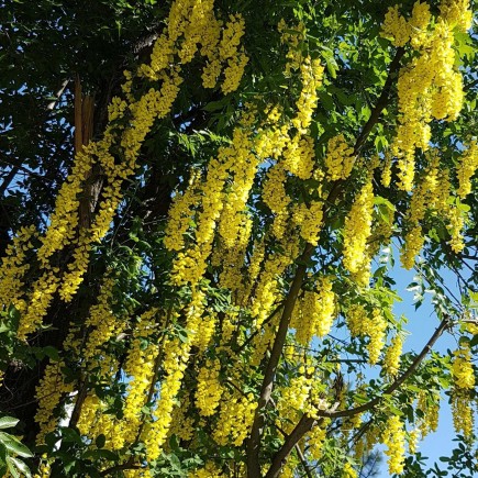 Laburnum watereri Vossii 1L
