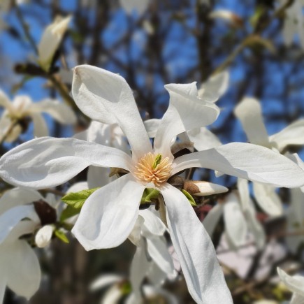 Magnolia Starry 1L