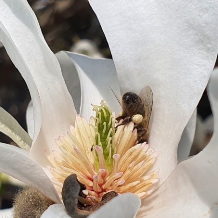 Magnolia Stellata gwiaździsta 2L