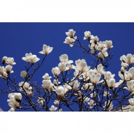 Magnolie Alba Superba 2L