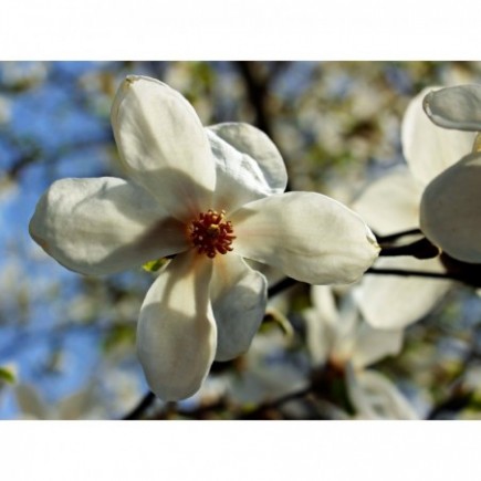 Magnolie Alba Superba 2L