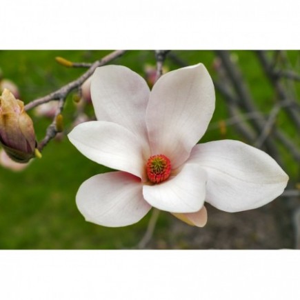 Magnolie Alba Superba 2L