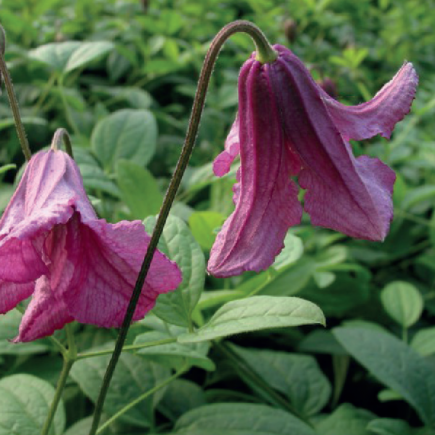 Clematis Fay 1L