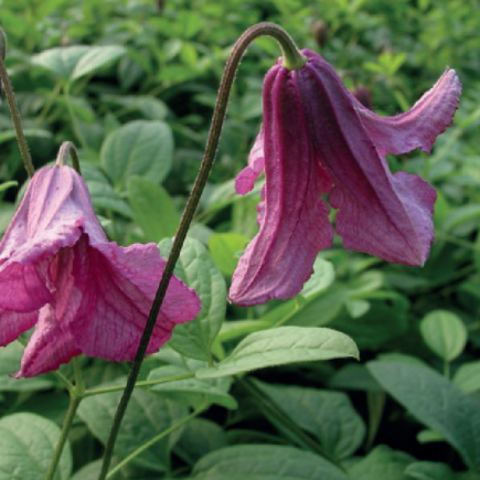 Italian Clematis Fay 1L