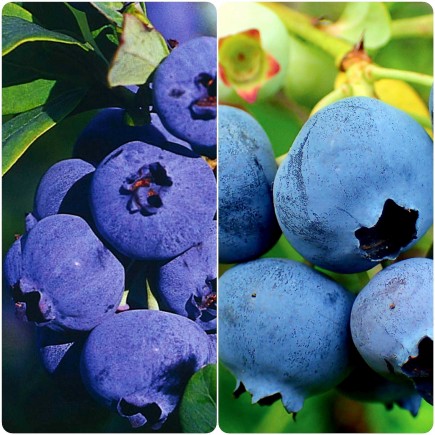 Blueberry Bilberry Bluecrop 1L