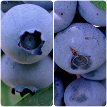 Blueberry Bilberry Bluecrop 1L