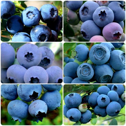 copy of Blueberry Bilberry...