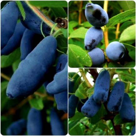 Kamchatka Berry N3 3x1L