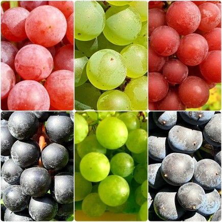 Weinrebe Zilga 2L