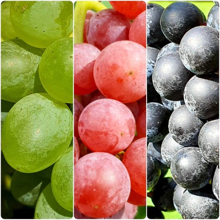 Grapevine Zilga 2L