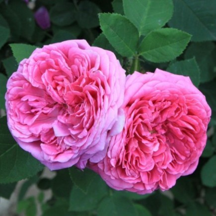 Róża rabatowa różowa Kimono 2L