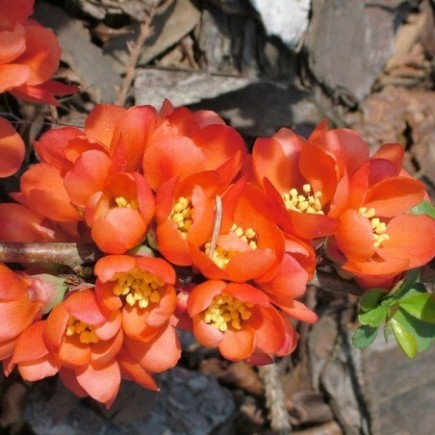 Japanese Quince 1L