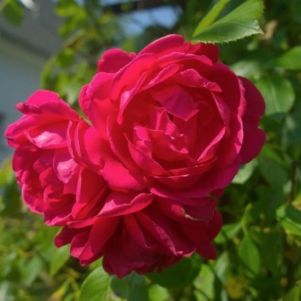 Róża okrywowa Scarlet...