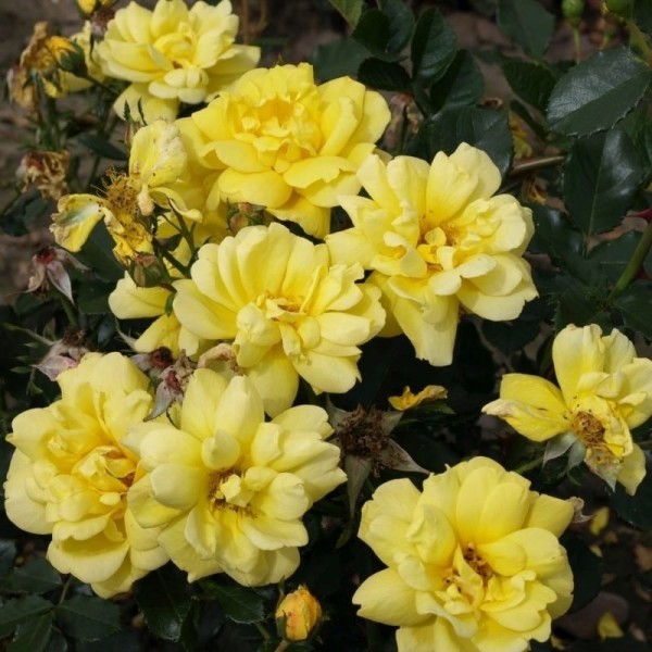 Róża rabatowa żółta Allgold 3L