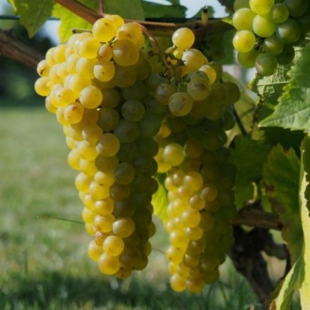 Weinrebe Solaris 2L