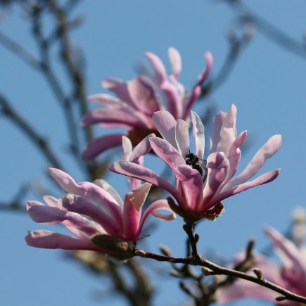 Magnolia Stellata Rosea 1L