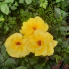 Róża rabatowa żółta Allgold 3L