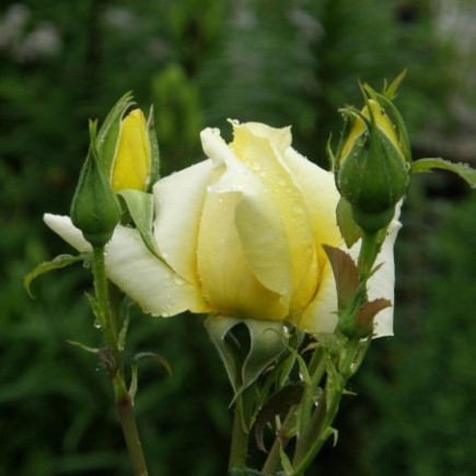 Róża wielkokwiatowa Landora żółta 3L