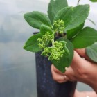 Hortensja bukietowa Grandiflora 2 L