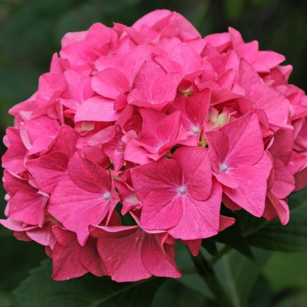 Image of Hydrangea Masja flower close-up