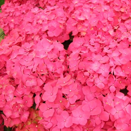 Image of Hydrangea Masja flowers close-up