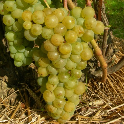 Grapevine Seyval Blanc 1L