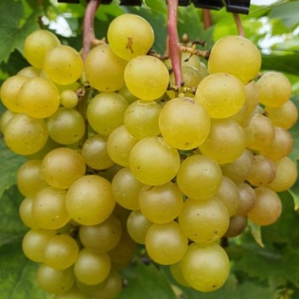 Weinrebe Refren 2L