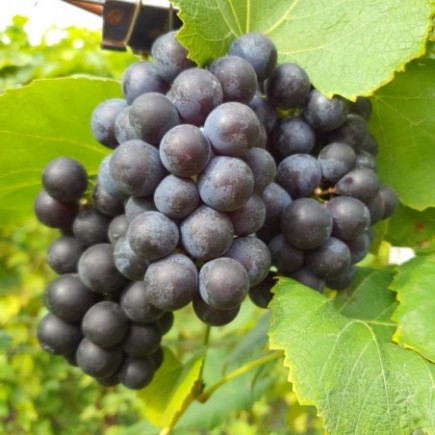 Виноград Альвоод 2L