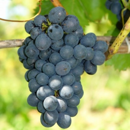 Grapevine Nero 2L