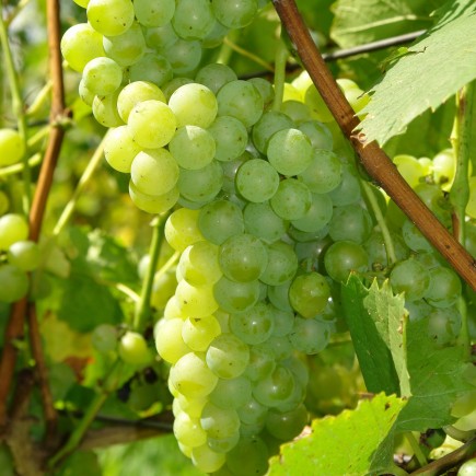 Grapevine Polar 2L