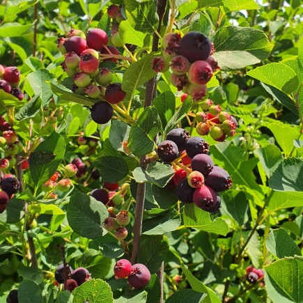 Serviceberry (Amelanchier...