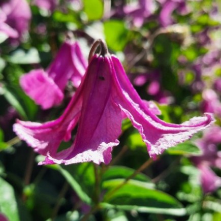 Clematis ‘Heather...