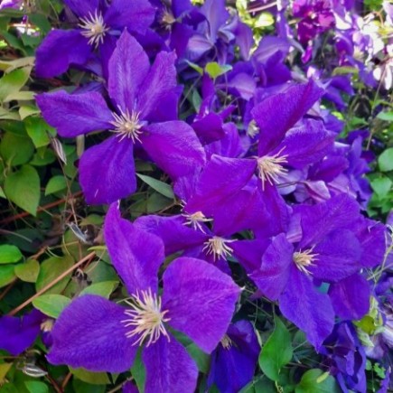 Clematis Jackmani 1L