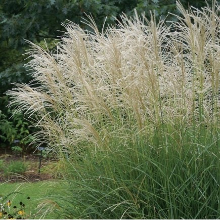 Chinese Miscanthus...