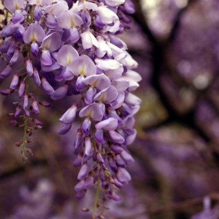 Japanese Wisteria Violacea Plena 1L