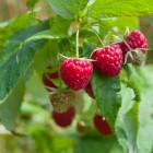 Autumn Red Raspberry 1L