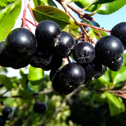 Chokeberry Miczurina 2L
