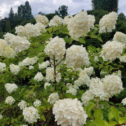 Bouquet Hortensie Weiß 2L